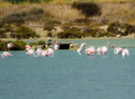 Flamingos,(phoenicopteriforme),Around,Sardinian,Salt,Pans,,Molentargius,-,Saline,Regional